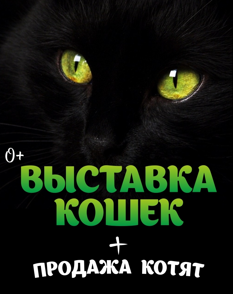 Афиша кошкиА3 черная